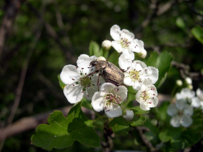 Incontri fortunati: Hoplia fiorii